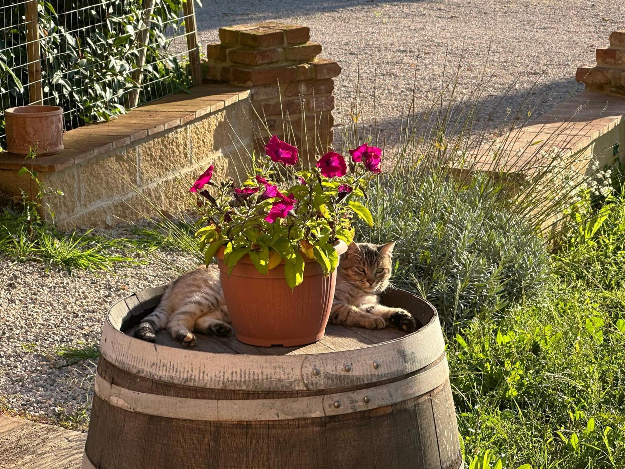Fornace Del Conte Abbadia di Montepulciano Exterior foto